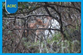 Anmado Island Ends Its “40-Year War with Deer”